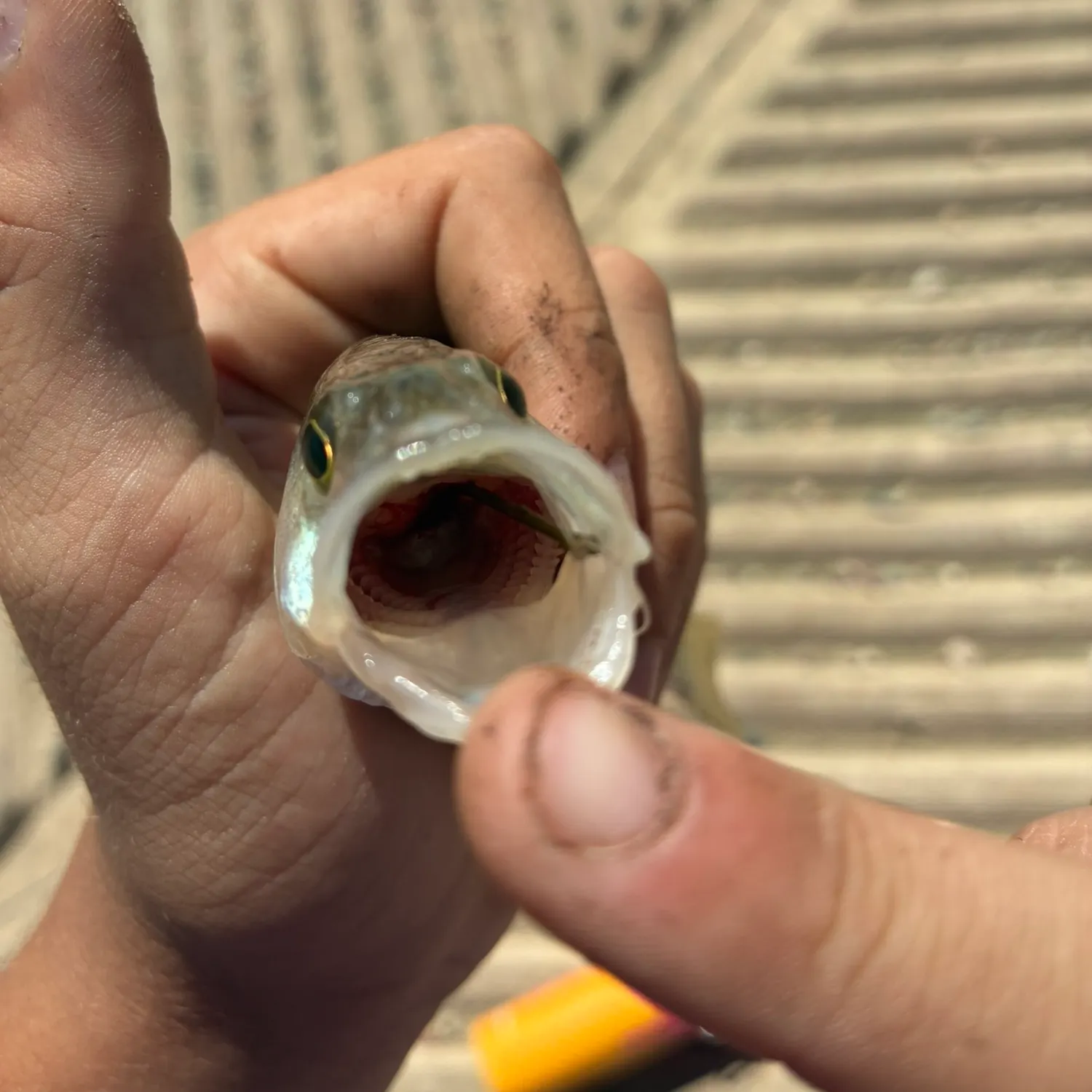 Yellow perch caught on Fishbrain
