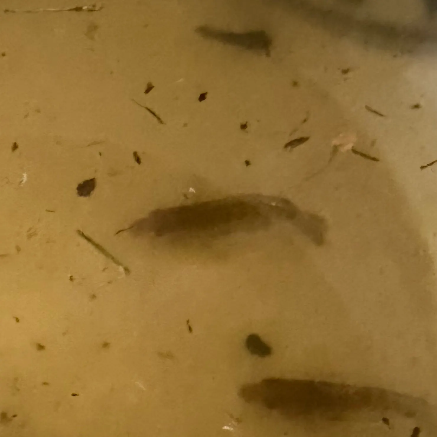 Mayan cichlid caught on Fishbrain