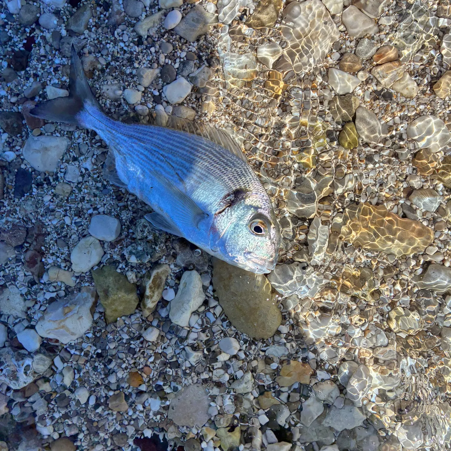 Gilthead seabream caught on Fishbrain