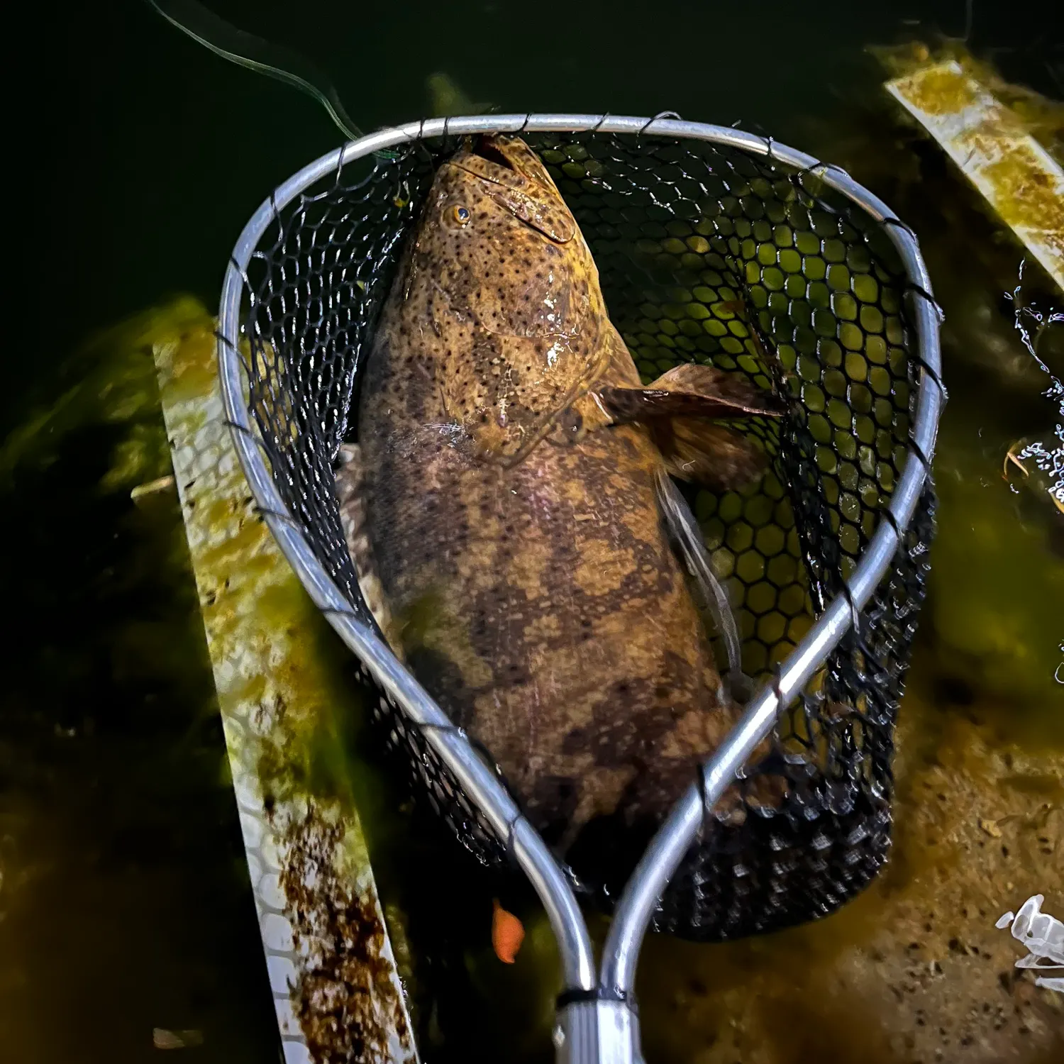 The most recent Atlantic goliath grouper catches on Fishbrain