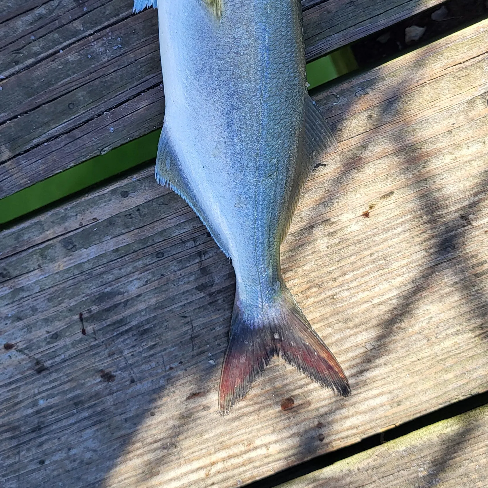 Bluefish caught on Fishbrain
