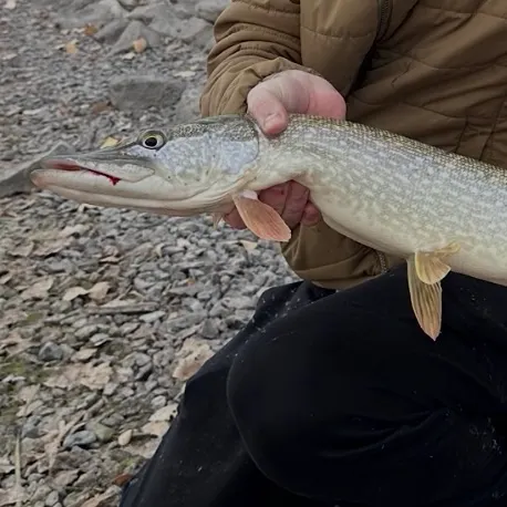 Northern pike caught on Fishbrain
