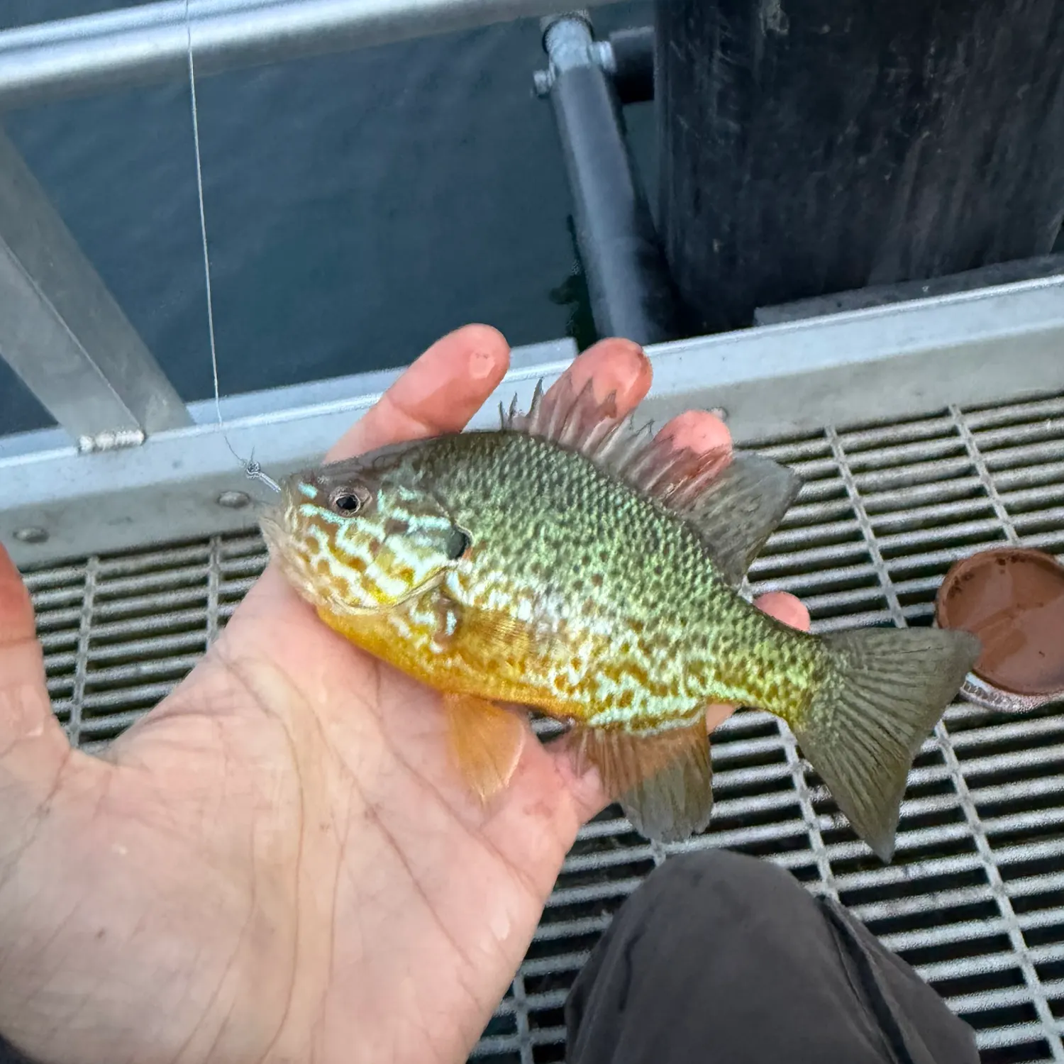 Pumpkinseed caught on Fishbrain