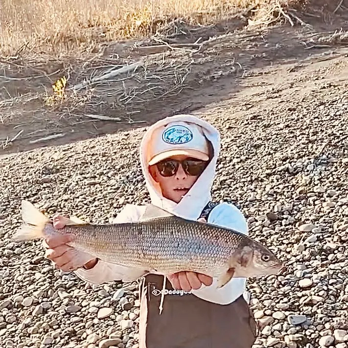 Mountain whitefish caught on Fishbrain