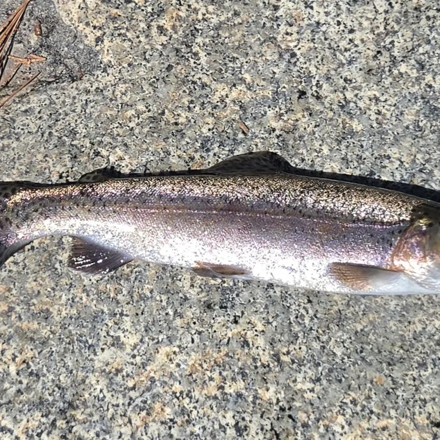 Rainbow trout caught on Fishbrain
