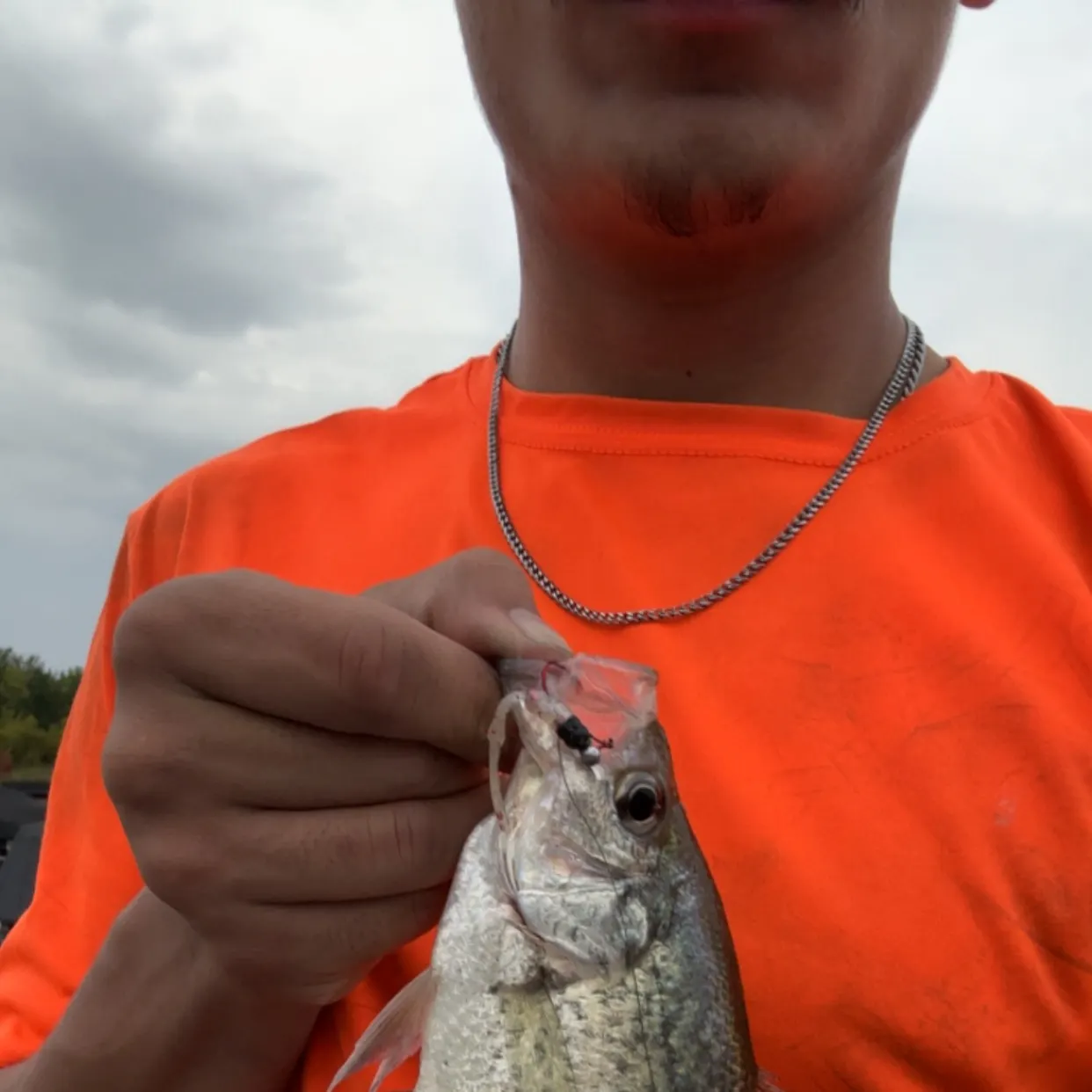 White crappie caught on Fishbrain
