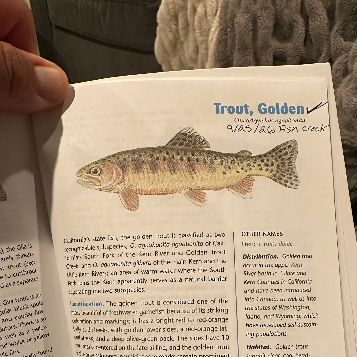 Golden trout caught on Fishbrain