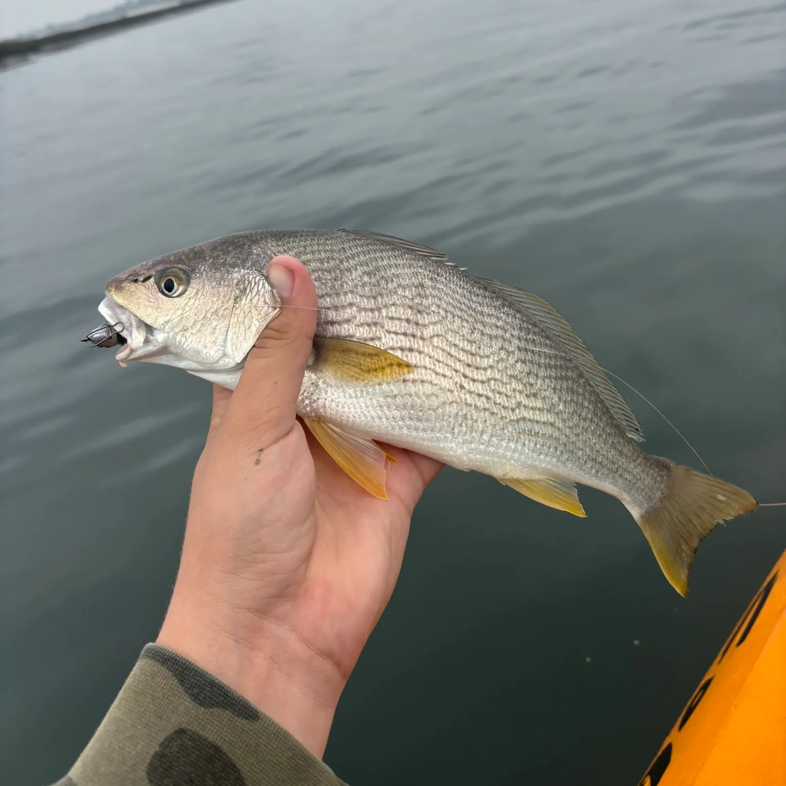 The most recent Yellowfin croaker catches on Fishbrain