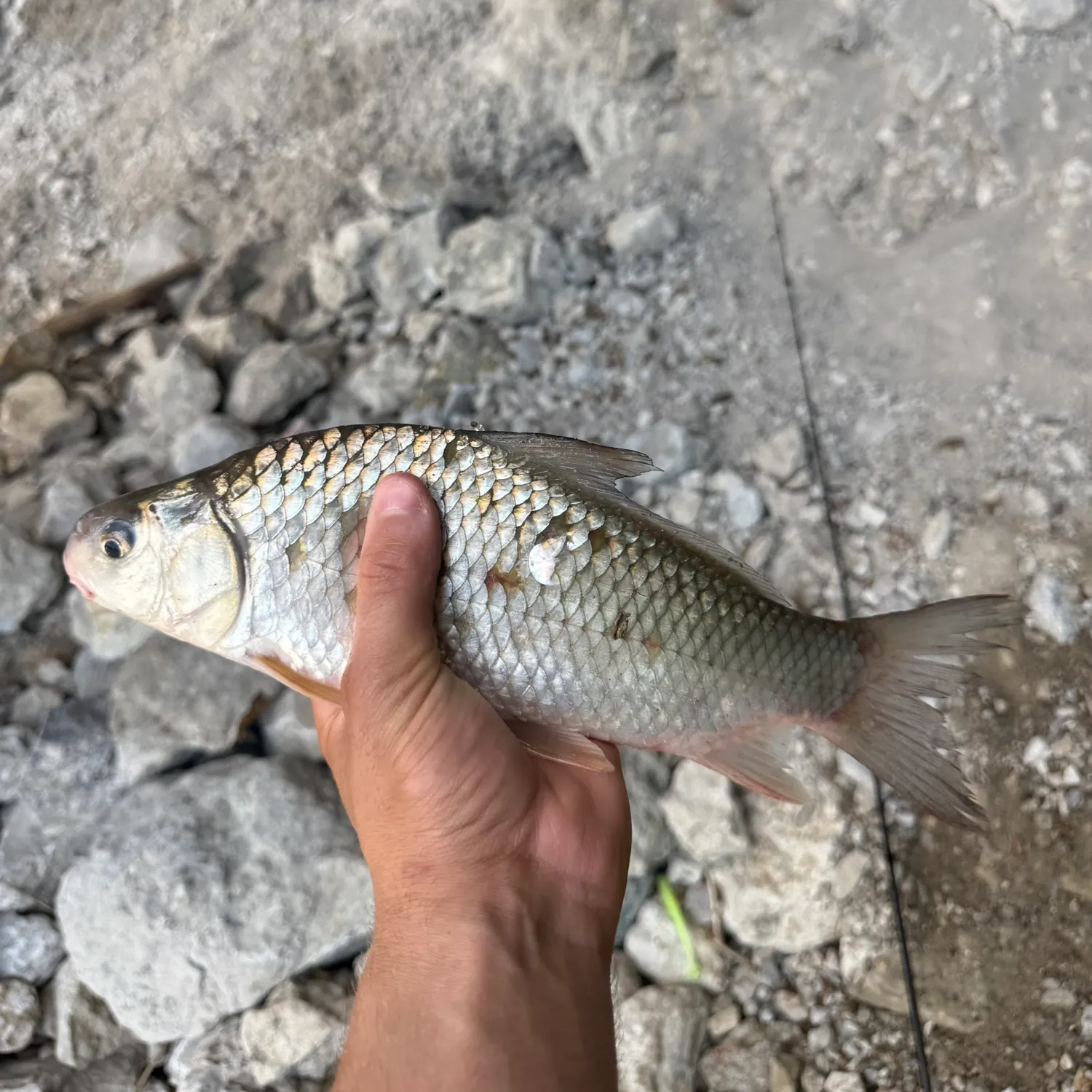 The most recent River carpsucker catches on Fishbrain