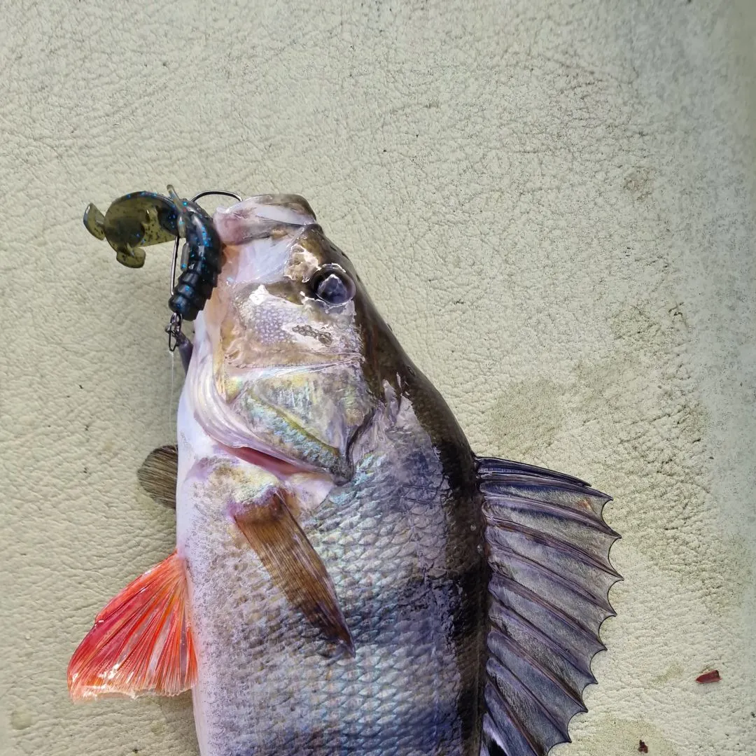 European perch caught on Fishbrain