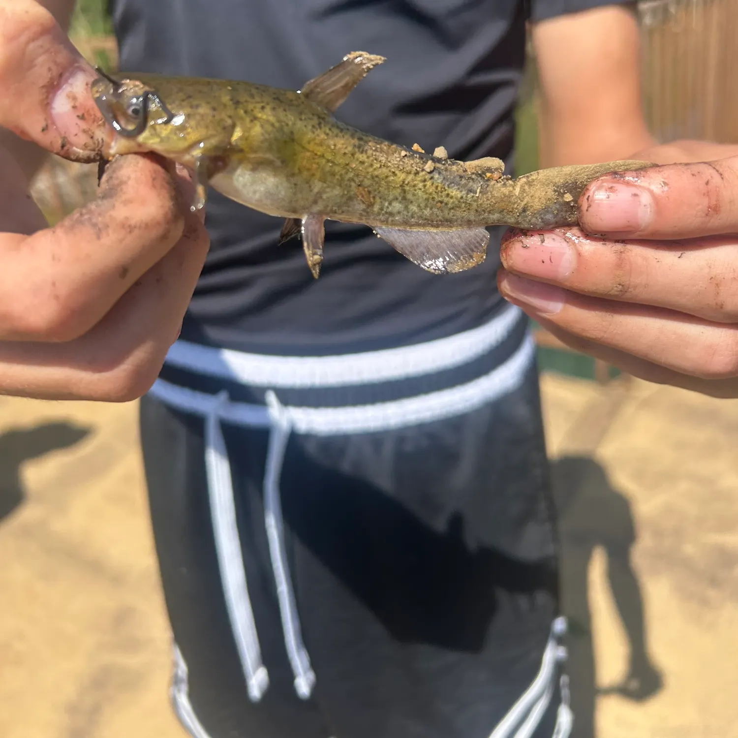 Yellow bullhead caught on Fishbrain
