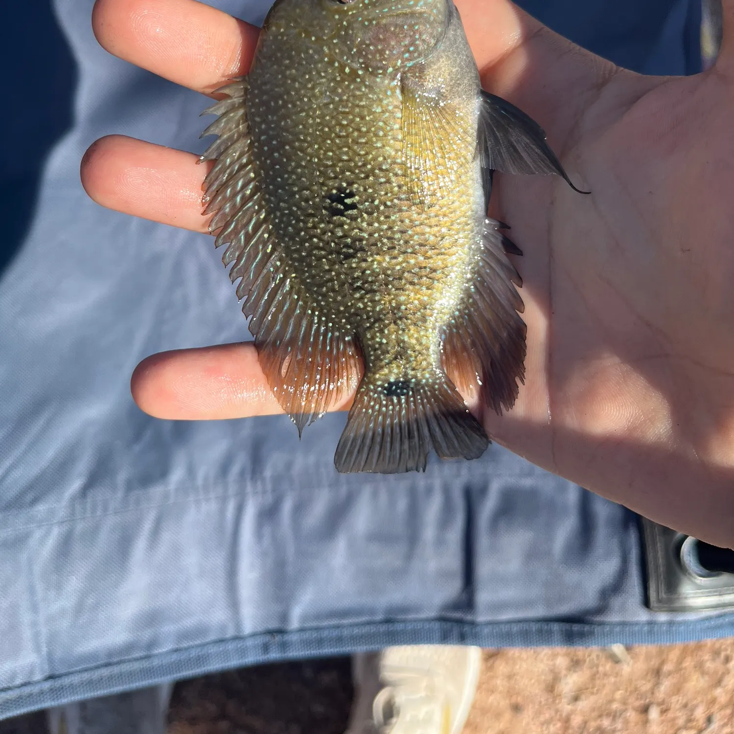The most recent Rio Grande cichlid catches on Fishbrain