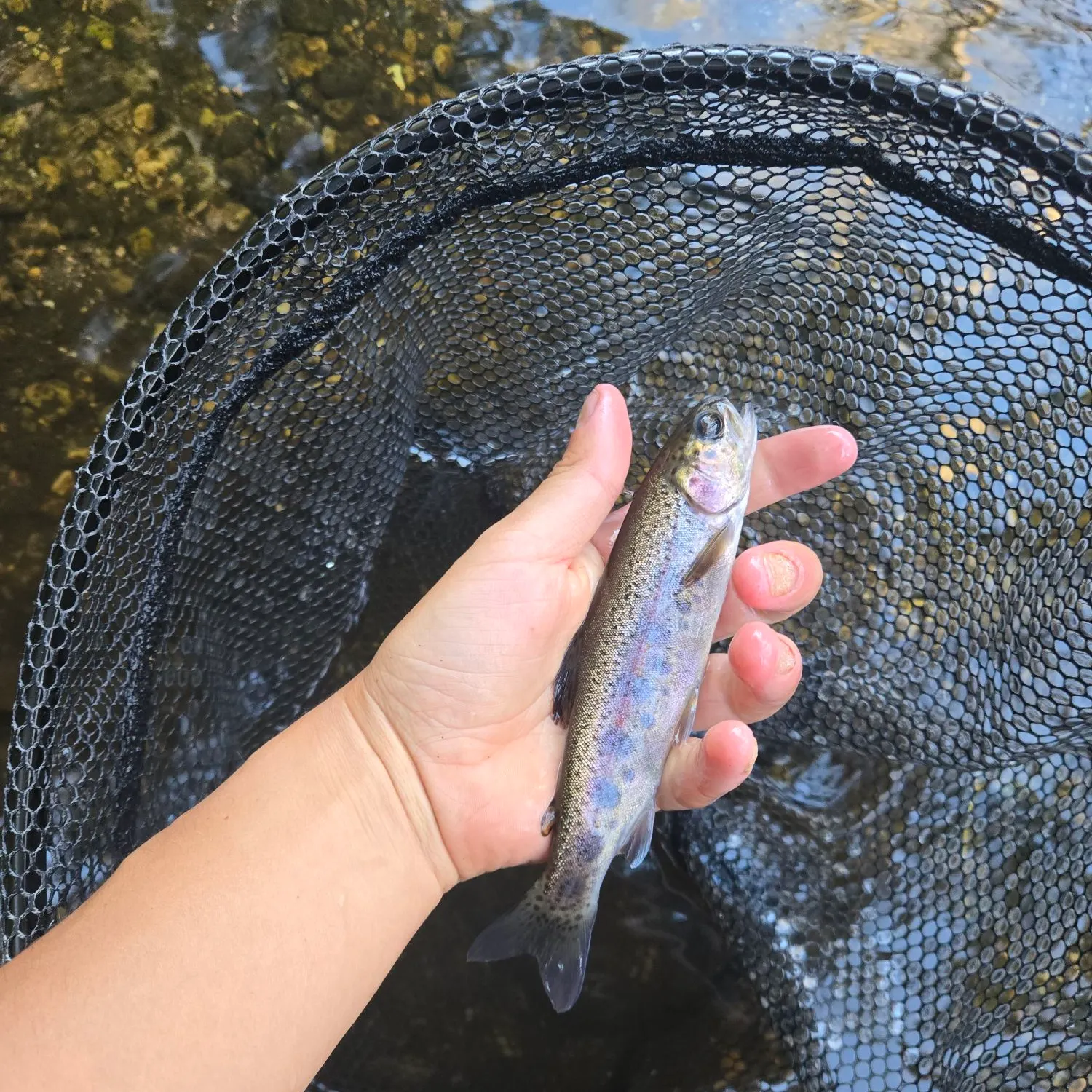 Rainbow trout caught on Fishbrain
