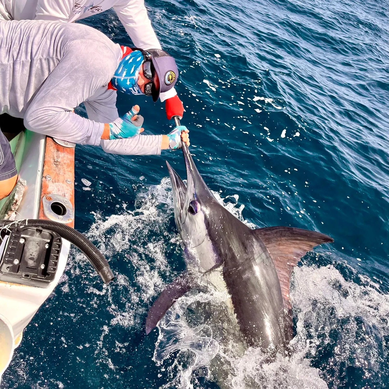 The most recent Black marlin catches on Fishbrain