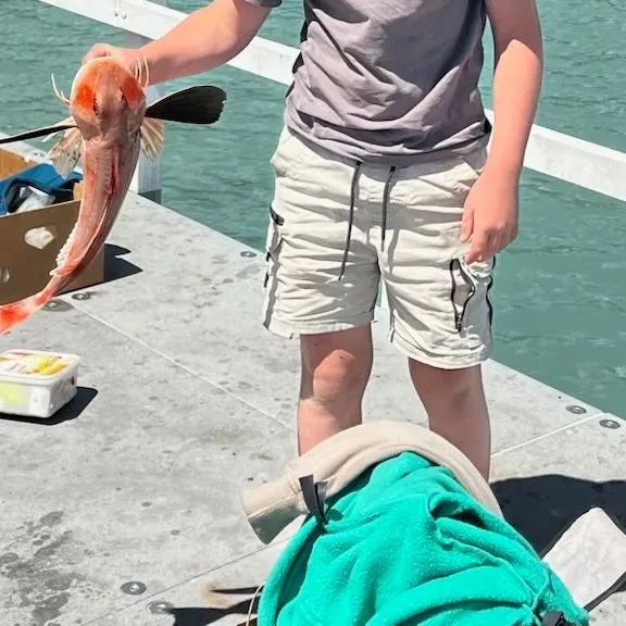 The most recent Red gurnard catches on Fishbrain