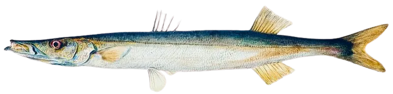 Australian barracuda
