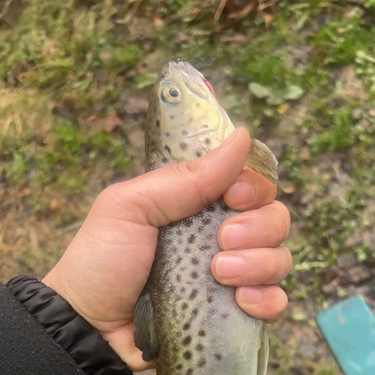 Rainbow trout caught on Fishbrain