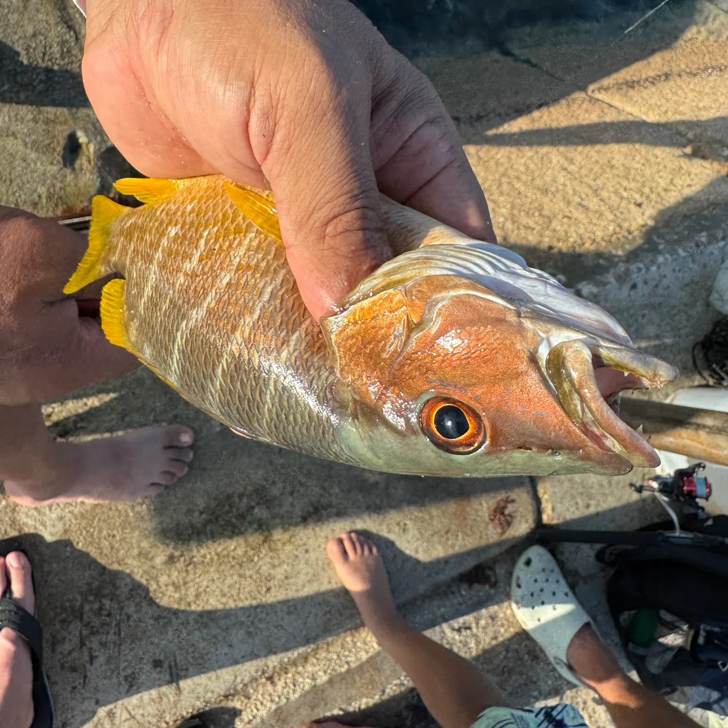 The most recent Dog Snapper catches on Fishbrain