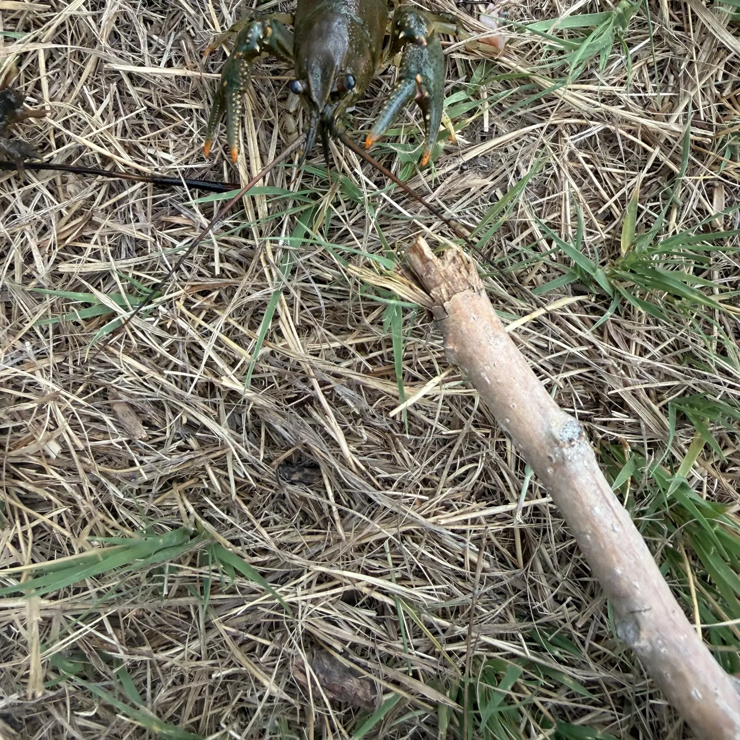 The most recent Signal crayfish catches on Fishbrain