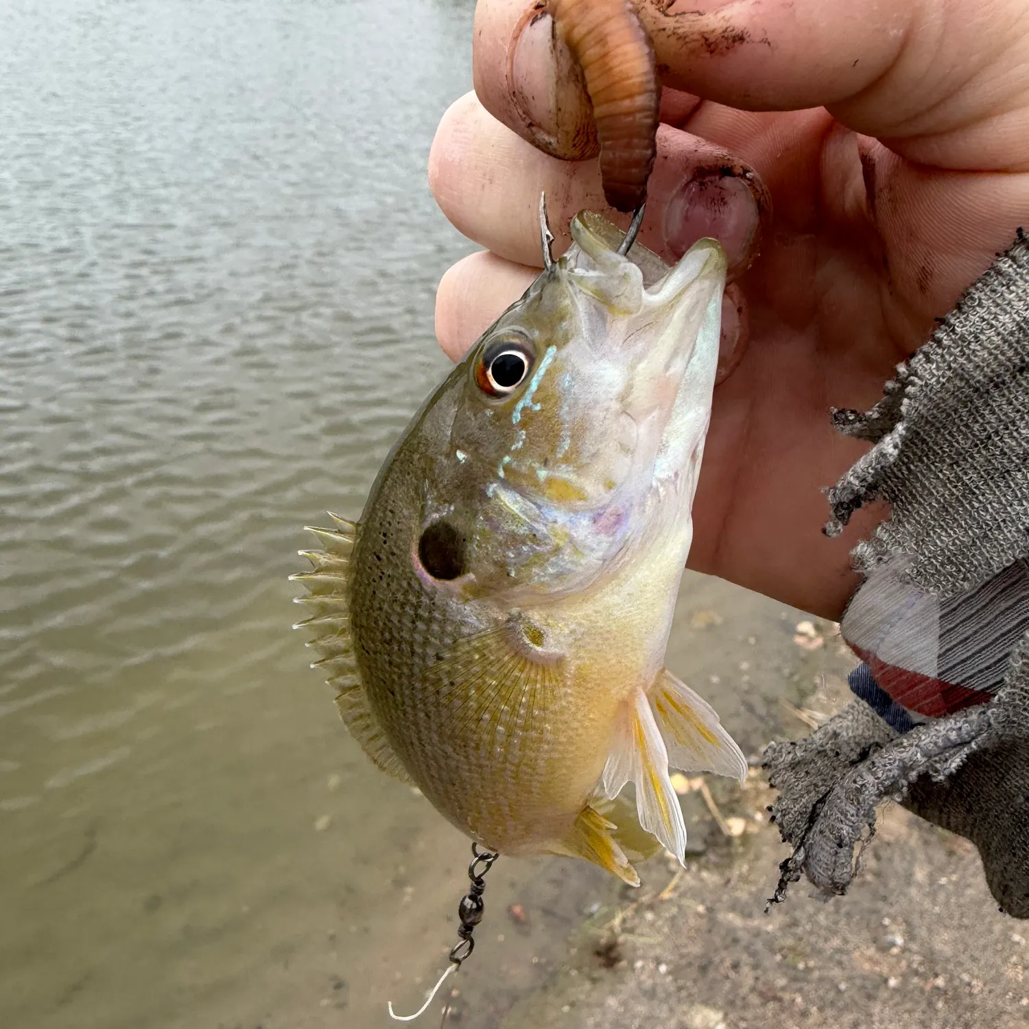 Green sunfish caught on Fishbrain