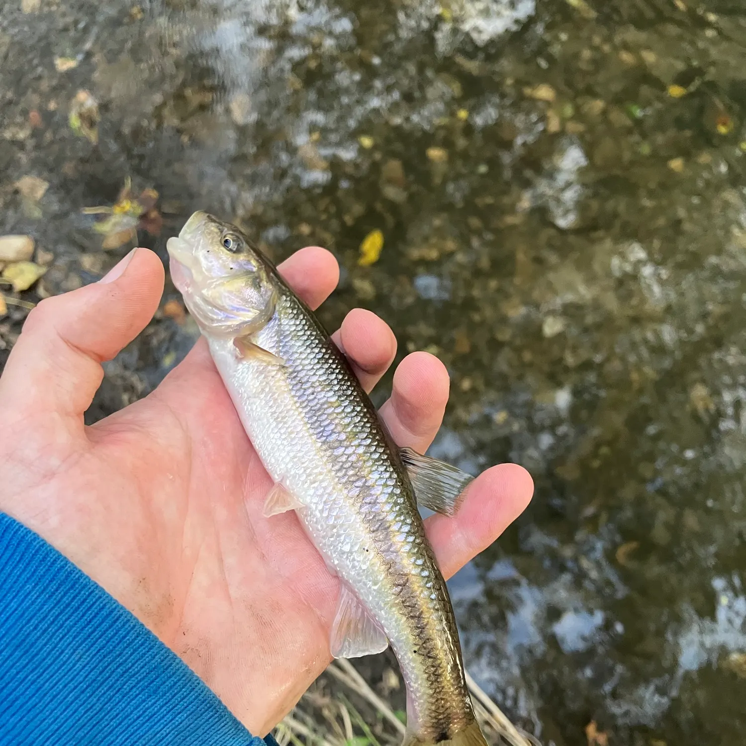 Creek chub caught on Fishbrain