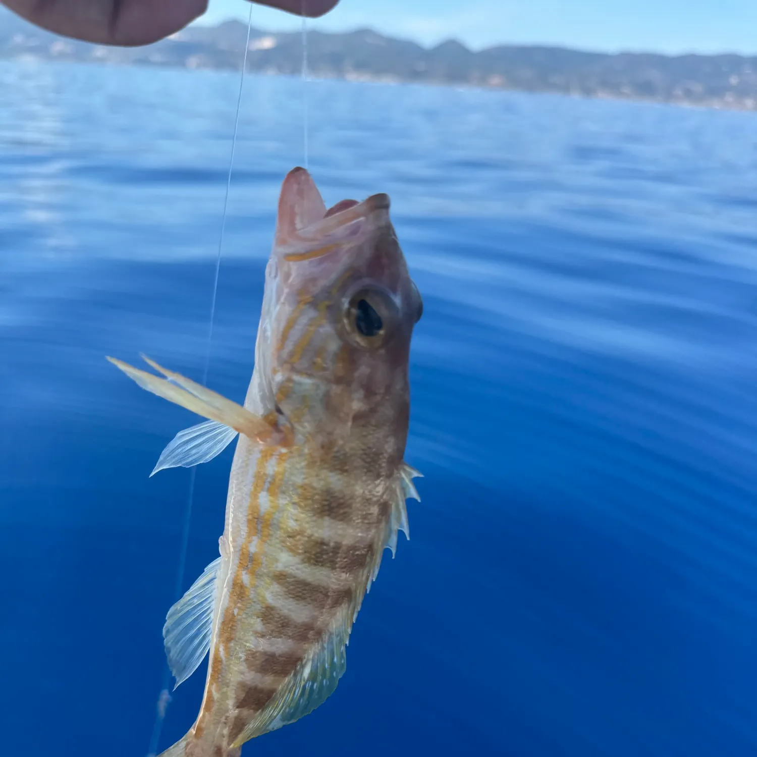 The most recent Comber catches on Fishbrain