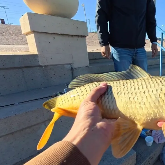 The most recent Ghost carp catches on Fishbrain