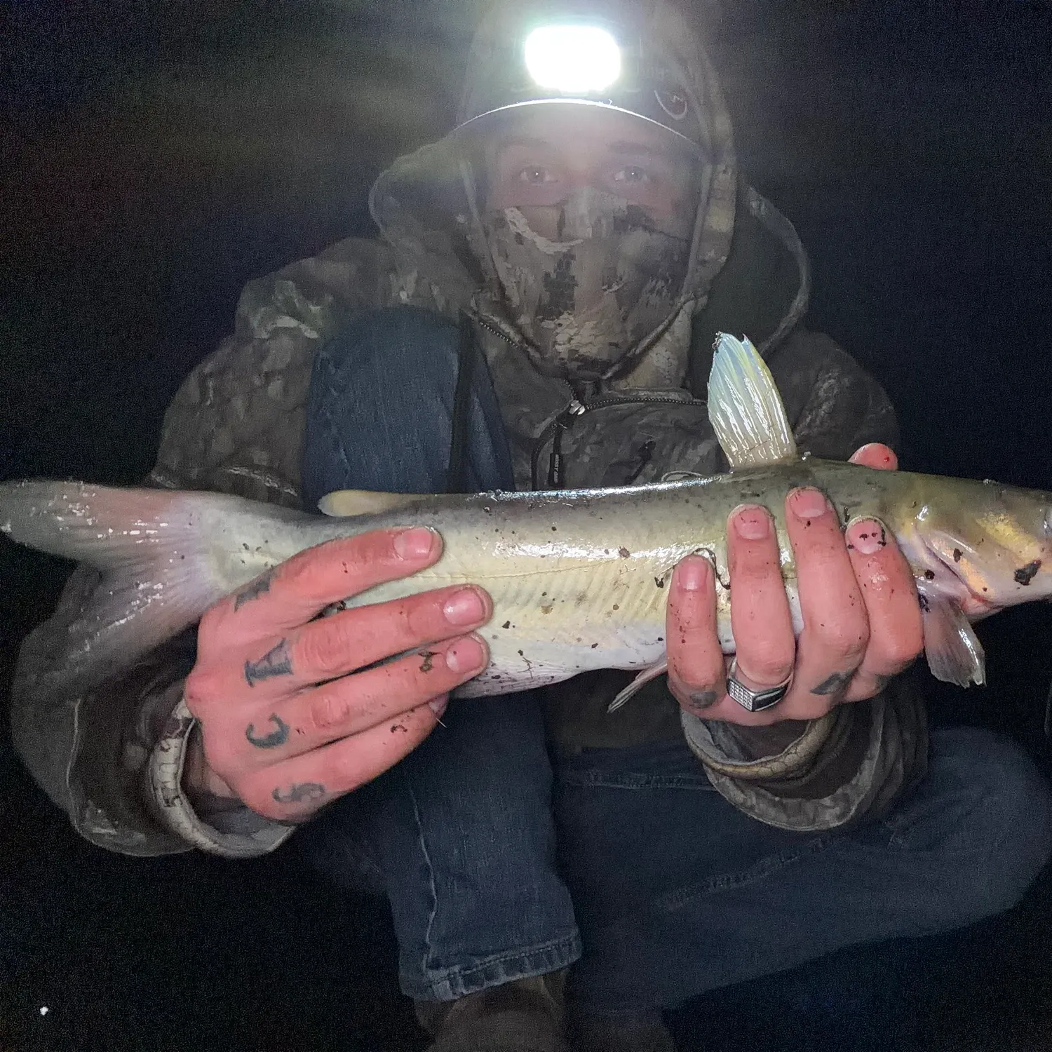 Channel catfish caught on Fishbrain