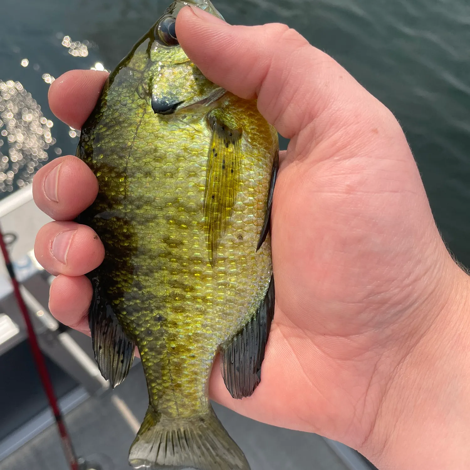 Bluegill caught on Fishbrain