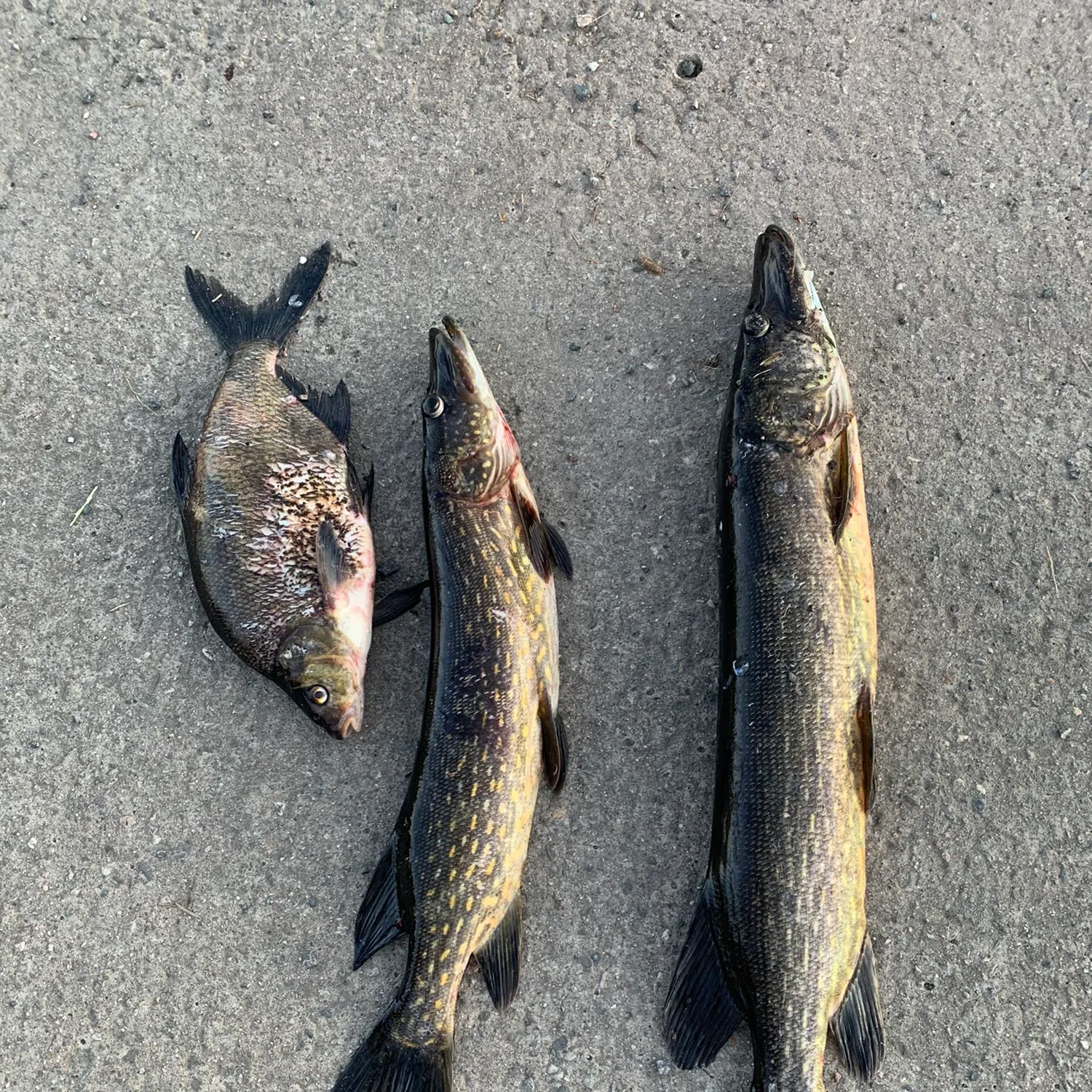 recently logged catches