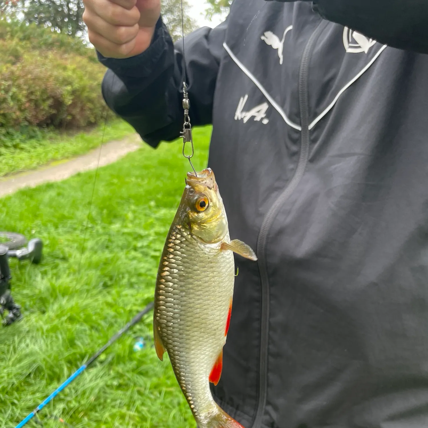 Common rudd caught on Fishbrain