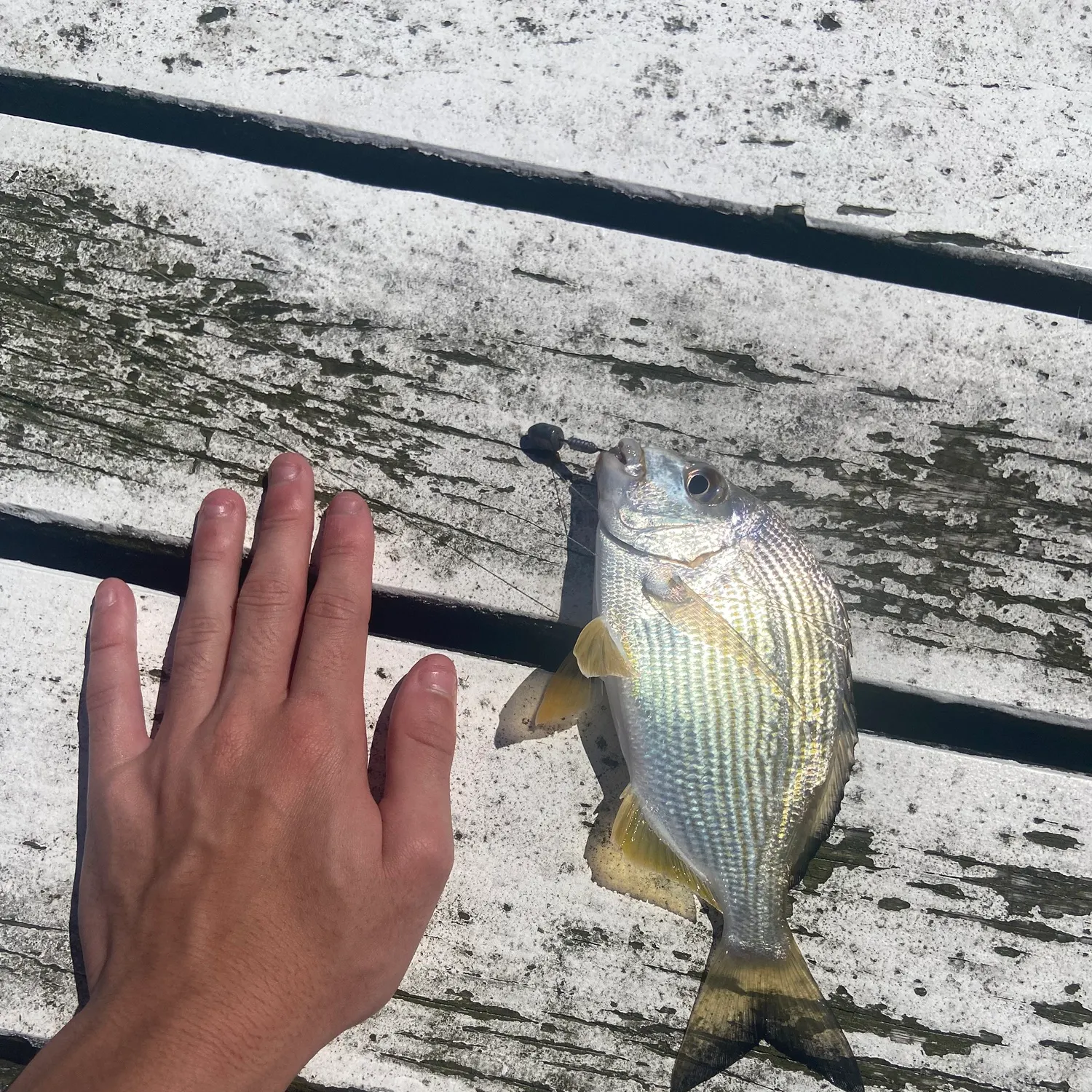 Surf bream caught on Fishbrain