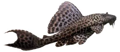 Suckermouth catfish