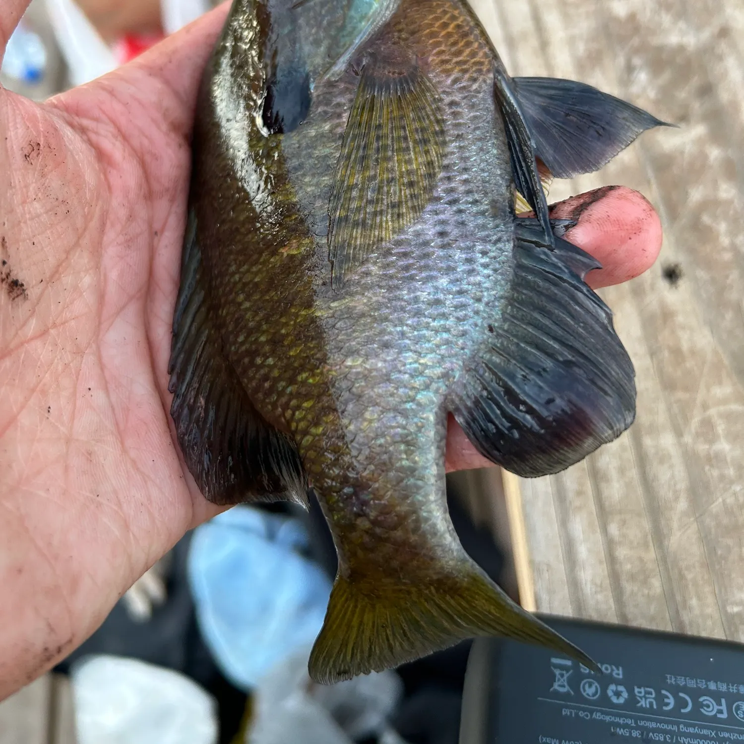 recently logged catches