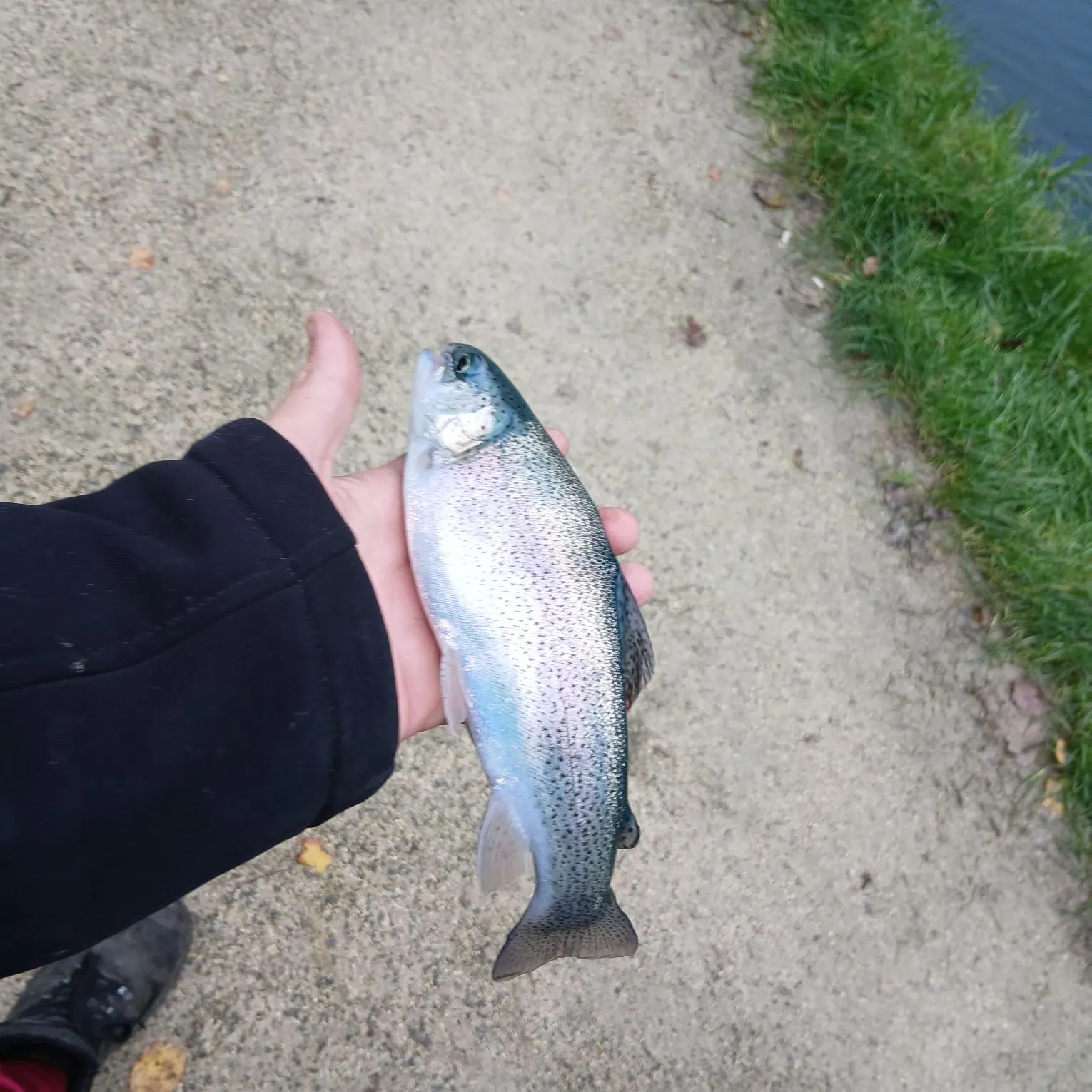 Rainbow trout caught on Fishbrain