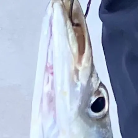 Flat needlefish caught on Fishbrain