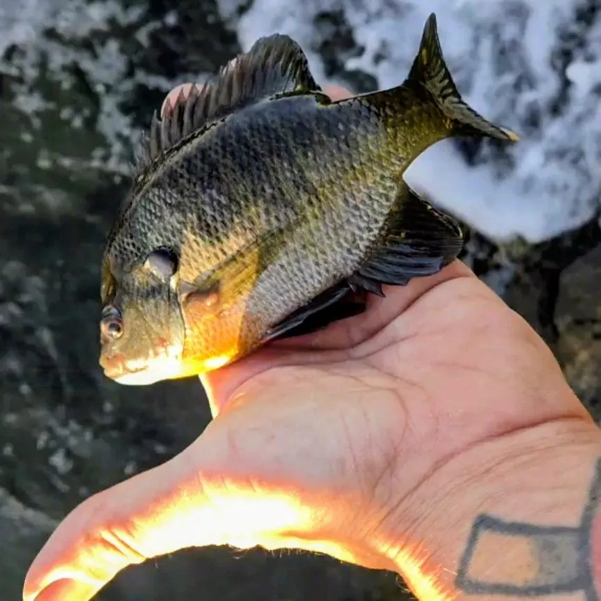 Bluegill caught on Fishbrain