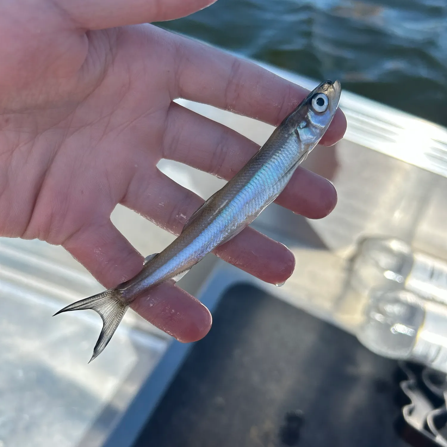 The most recent European smelt catches on Fishbrain