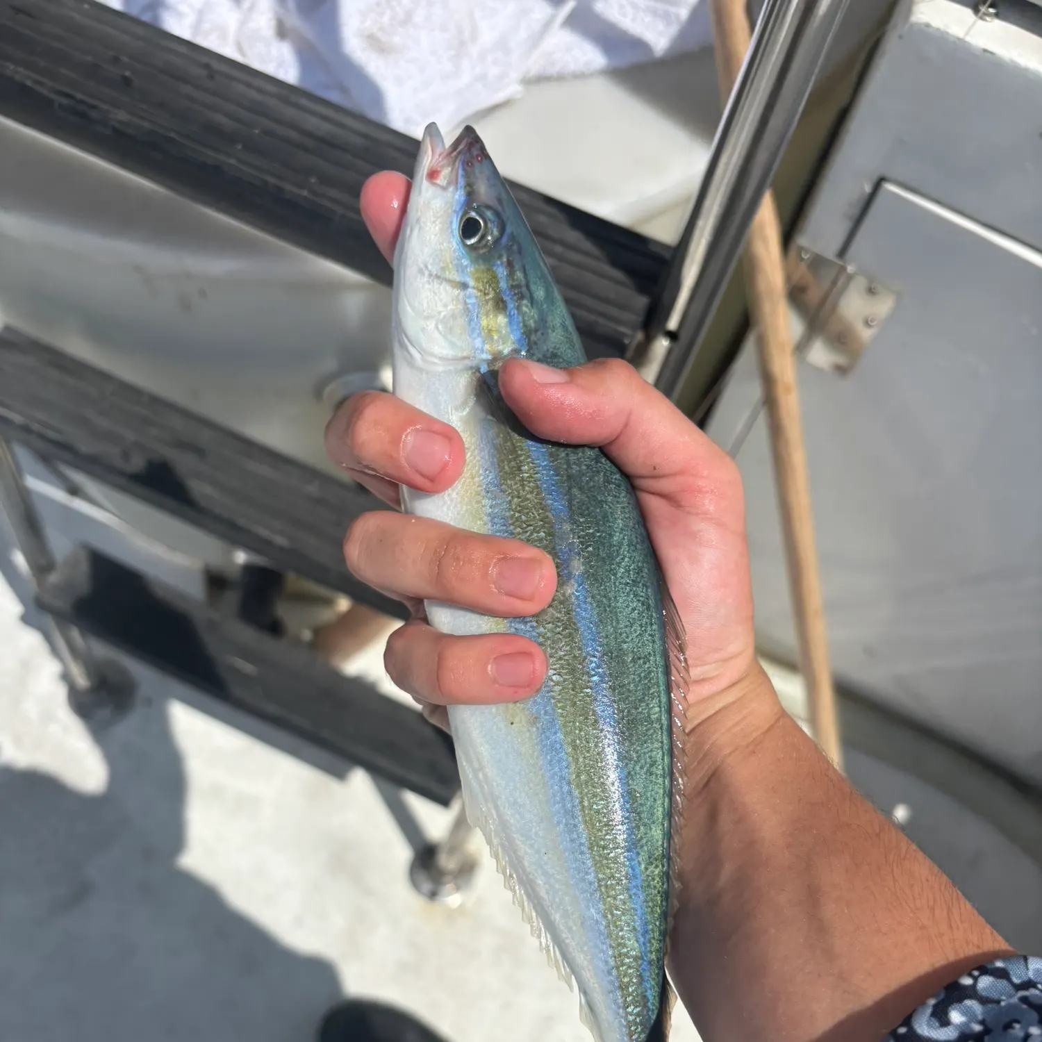 The most recent Rainbow runner catches on Fishbrain