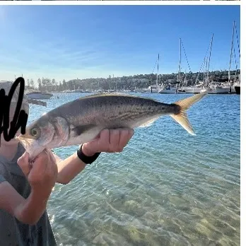 The most recent Eastern Australian salmon catches on Fishbrain