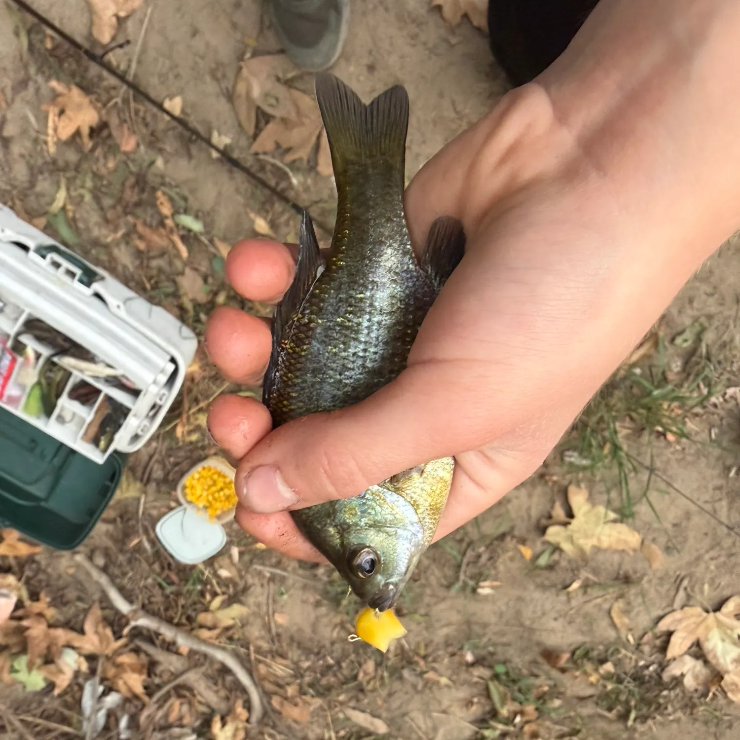 Bluegill caught on Fishbrain