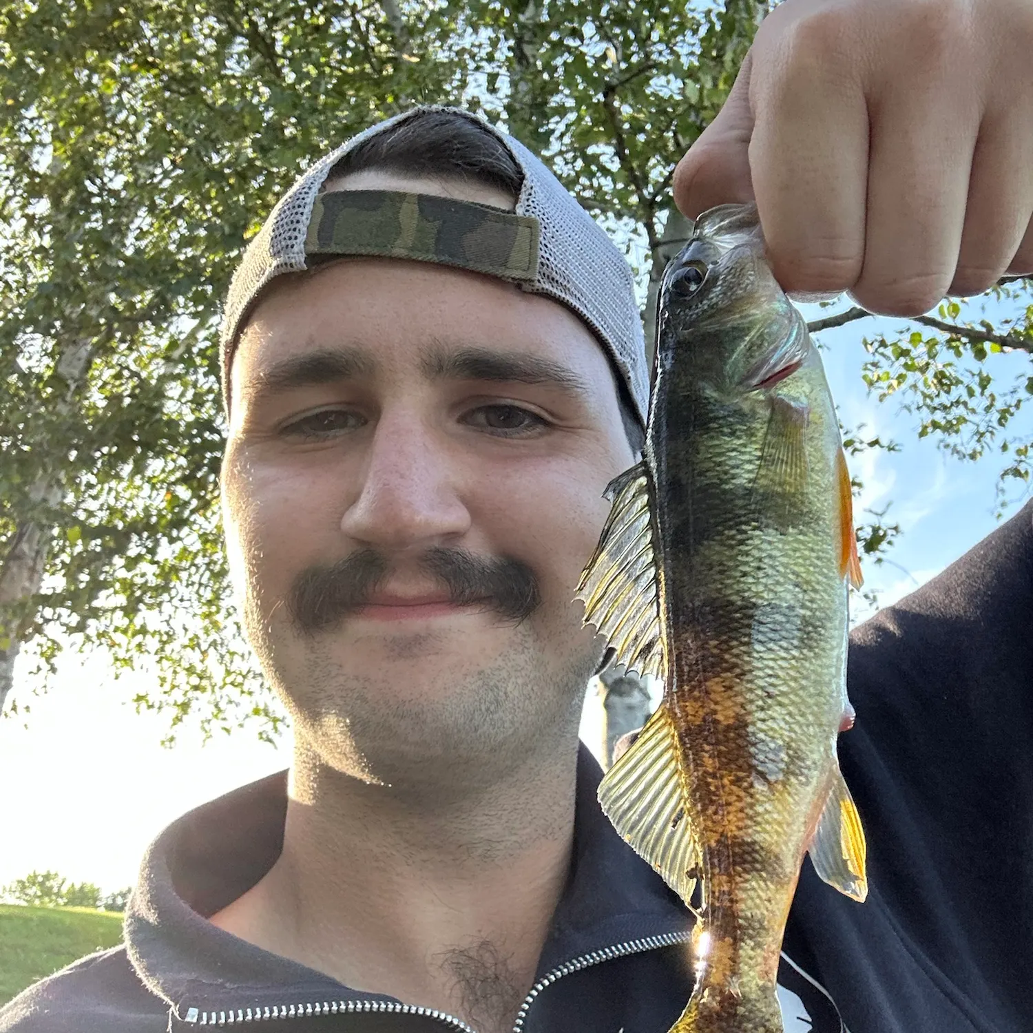 Yellow perch caught on Fishbrain