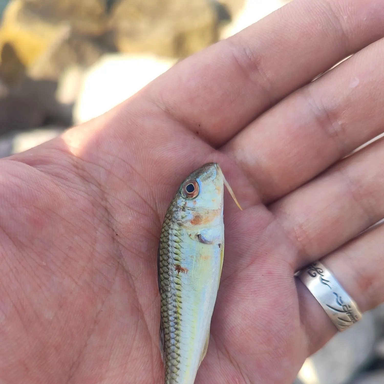 The most recent Striped red mullet catches on Fishbrain