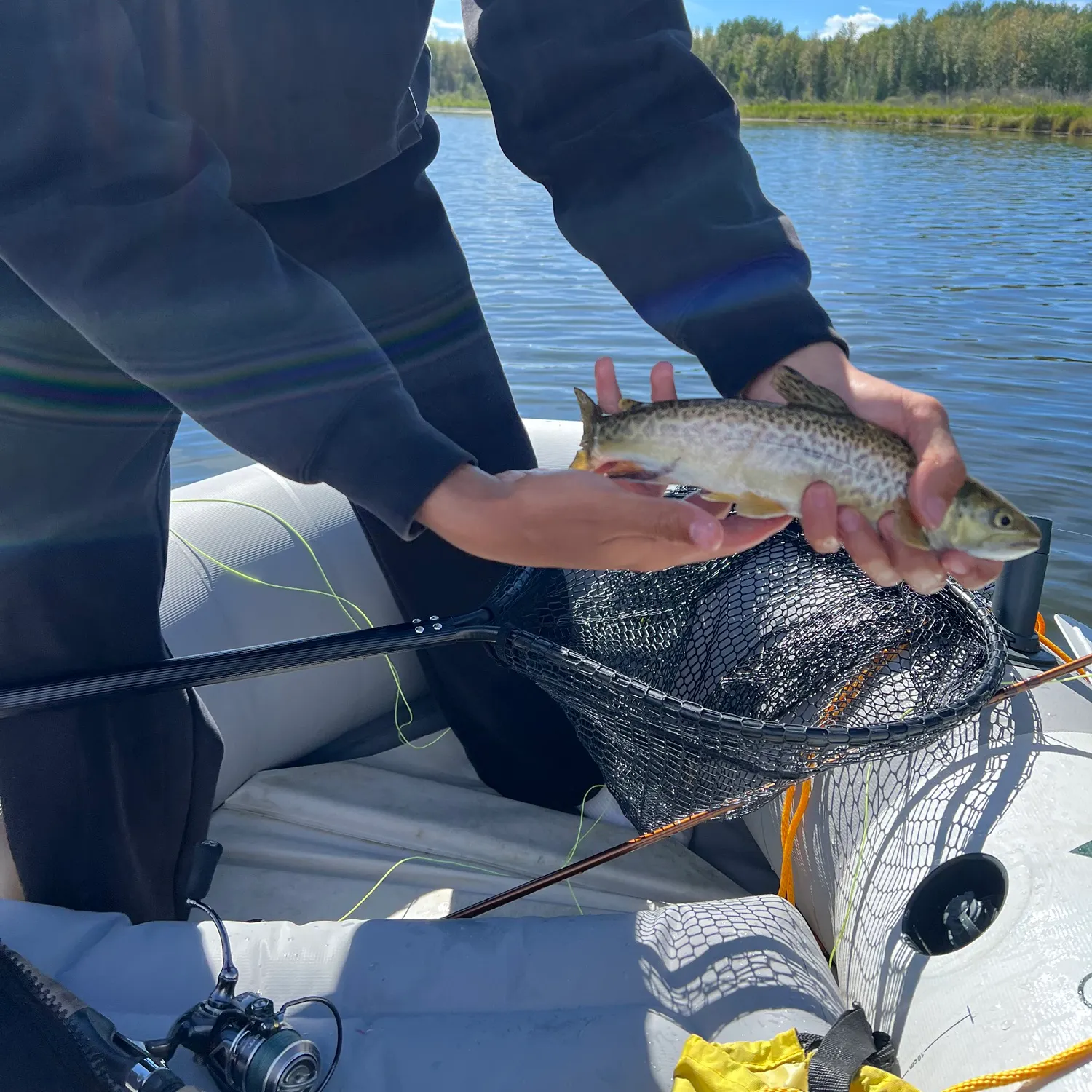 Tiger trout caught on Fishbrain