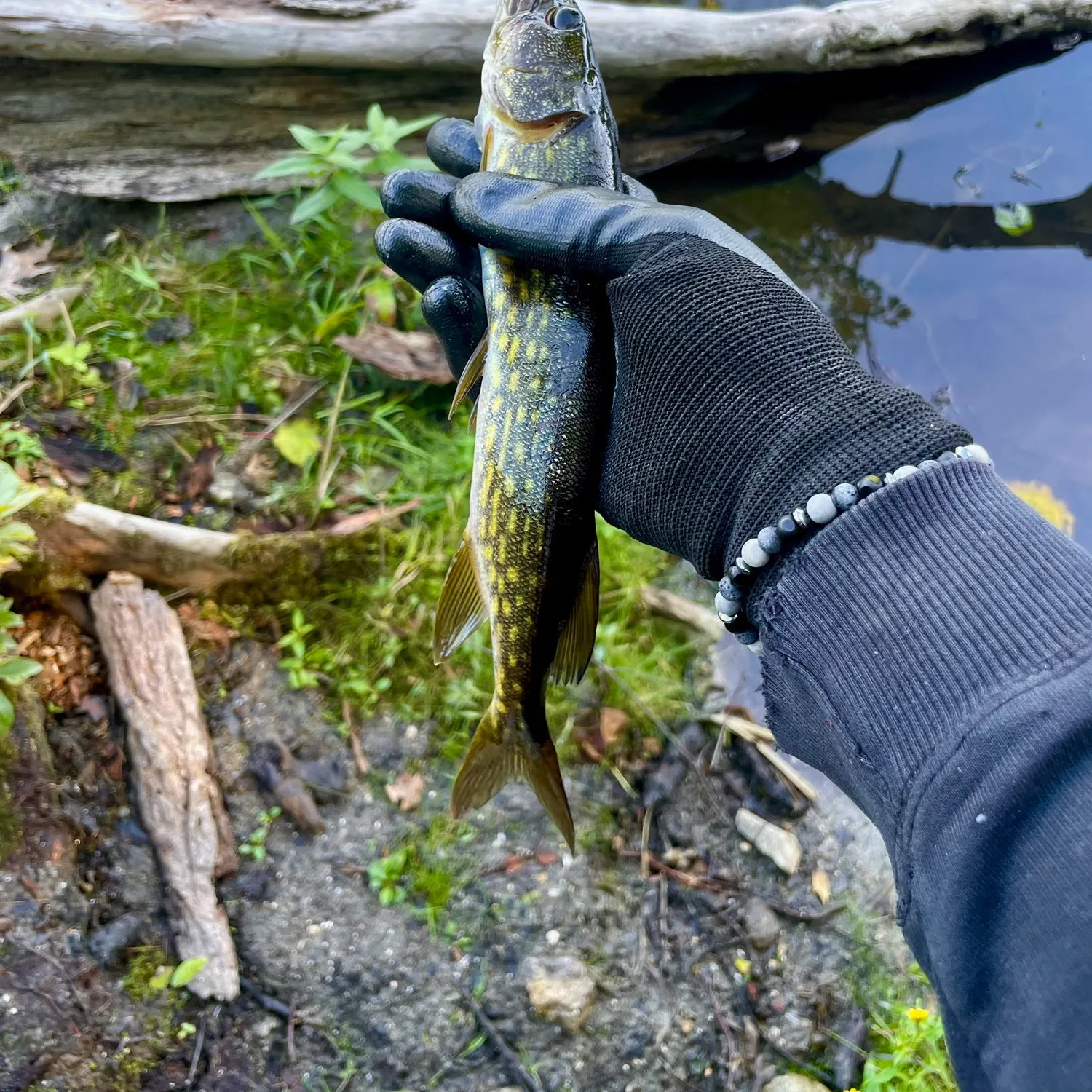 Chain pickerel caught on Fishbrain
