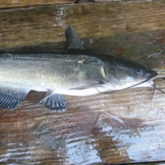 Channel catfish caught on Fishbrain