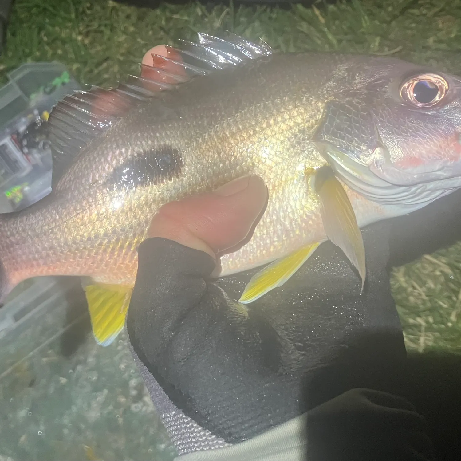The most recent Moses perch catches on Fishbrain