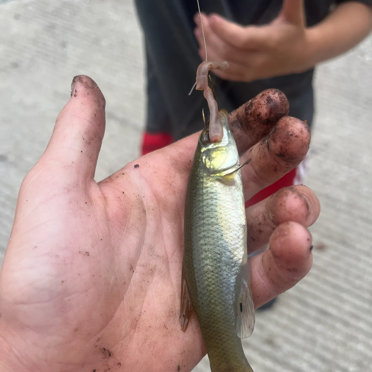 The most recent Eastern mosquitofish catches on Fishbrain