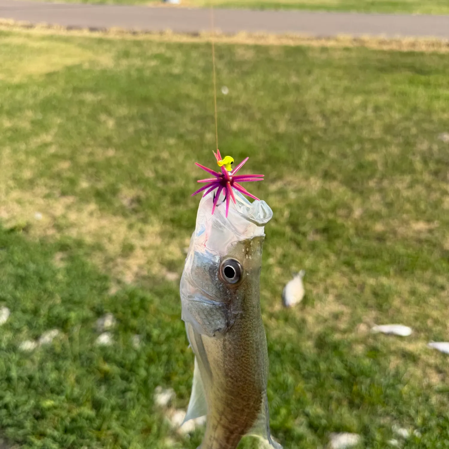 White crappie caught on Fishbrain