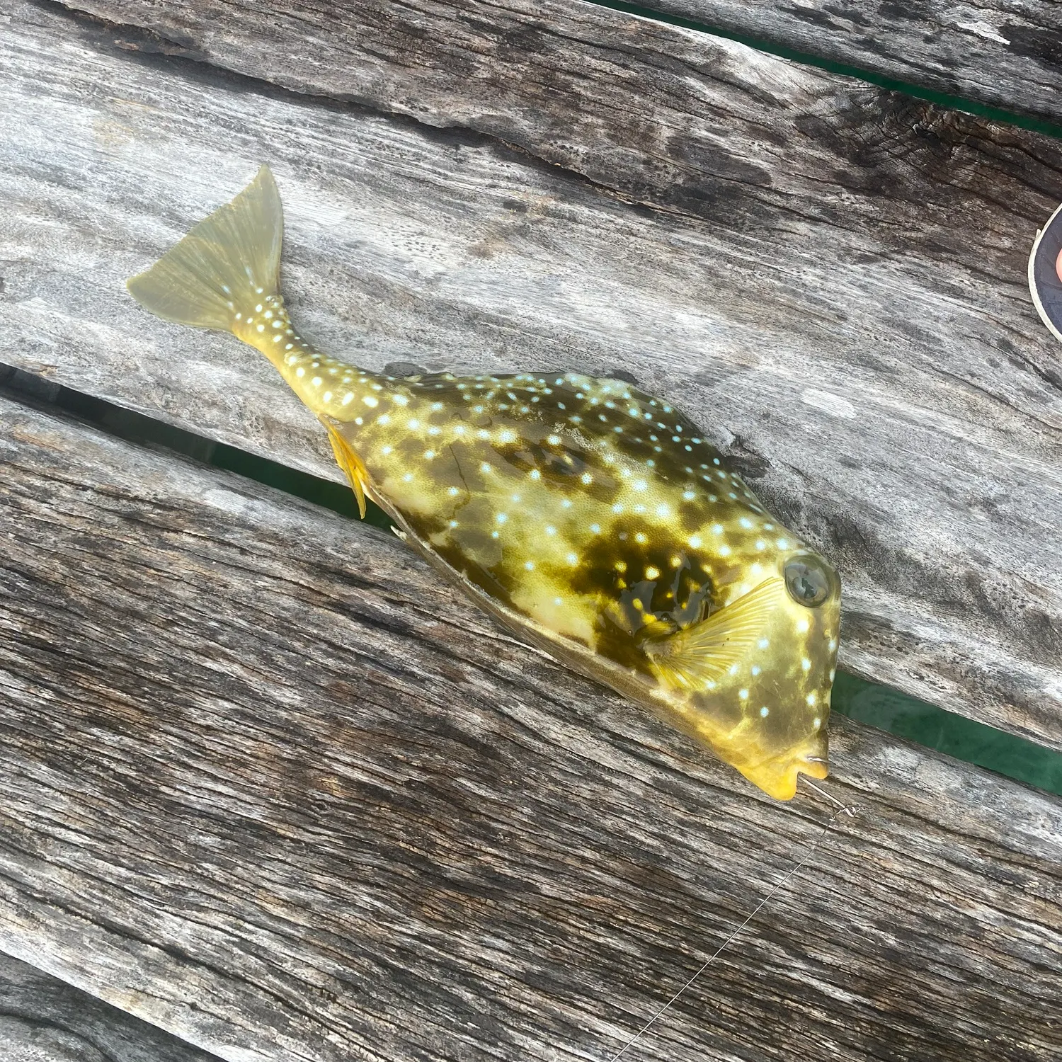 The most recent Honeycomb cowfish catches on Fishbrain